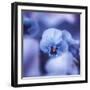 Pansy of March-Philippe Sainte-Laudy-Framed Photographic Print