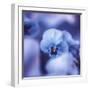 Pansy of March-Philippe Sainte-Laudy-Framed Photographic Print