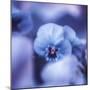 Pansy of March-Philippe Sainte-Laudy-Mounted Photographic Print