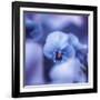 Pansy of March-Philippe Sainte-Laudy-Framed Photographic Print