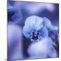 Pansy of March-Philippe Sainte-Laudy-Mounted Photographic Print