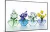 Pansy Party-Christine Zalewski-Mounted Premium Giclee Print