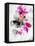 Pansy Plural-Li Bo-Framed Stretched Canvas