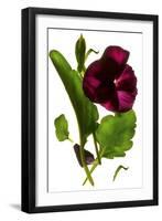 Pansy Purple, 2014-Julia McLemore-Framed Photographic Print