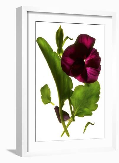 Pansy Purple, 2014-Julia McLemore-Framed Photographic Print