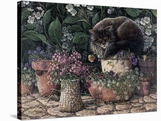 Pansy Sleeping In The Sun-Janet Kruskamp-Stretched Canvas