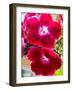 Pansy-Charles Bowman-Framed Photographic Print