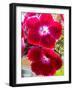 Pansy-Charles Bowman-Framed Photographic Print