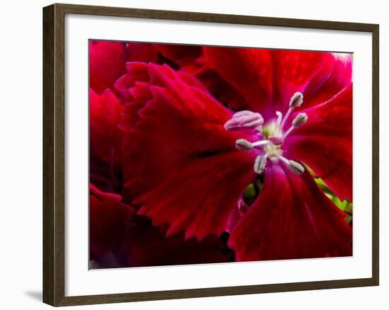 Pansy-Charles Bowman-Framed Photographic Print