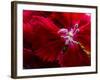 Pansy-Charles Bowman-Framed Photographic Print