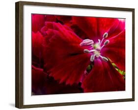 Pansy-Charles Bowman-Framed Photographic Print