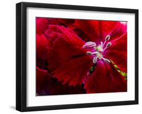 Pansy-Charles Bowman-Framed Photographic Print