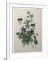 Pansy-Pierre-Joseph Redoute-Framed Art Print