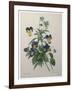 Pansy-Pierre-Joseph Redoute-Framed Art Print