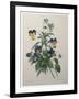 Pansy-Pierre-Joseph Redoute-Framed Art Print