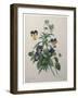 Pansy-Pierre-Joseph Redoute-Framed Art Print