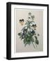 Pansy-Pierre-Joseph Redoute-Framed Art Print