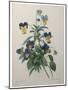 Pansy-Pierre-Joseph Redoute-Mounted Art Print