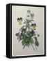 Pansy-Pierre-Joseph Redoute-Framed Stretched Canvas