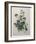 Pansy-Pierre-Joseph Redoute-Framed Art Print