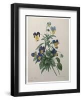 Pansy-Pierre-Joseph Redoute-Framed Art Print