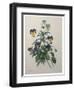 Pansy-Pierre-Joseph Redoute-Framed Art Print