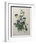 Pansy-Pierre-Joseph Redoute-Framed Art Print