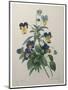 Pansy-Pierre-Joseph Redoute-Mounted Art Print