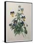 Pansy-Pierre-Joseph Redoute-Framed Stretched Canvas