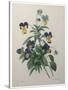 Pansy-Pierre-Joseph Redoute-Stretched Canvas