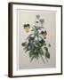 Pansy-Pierre-Joseph Redoute-Framed Art Print