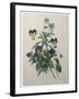 Pansy-Pierre-Joseph Redoute-Framed Art Print