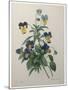 Pansy-Pierre-Joseph Redoute-Mounted Art Print