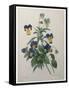 Pansy-Pierre-Joseph Redoute-Framed Stretched Canvas