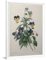 Pansy-Pierre-Joseph Redoute-Framed Art Print