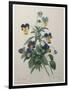 Pansy-Pierre-Joseph Redoute-Framed Art Print