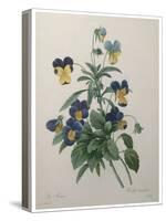 Pansy-Pierre-Joseph Redoute-Stretched Canvas