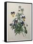 Pansy-Pierre-Joseph Redoute-Framed Stretched Canvas