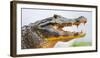 Pantanal cayman head, Porto Jofre, Mato Grosso, Brazil-Panoramic Images-Framed Photographic Print