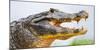 Pantanal cayman head, Porto Jofre, Mato Grosso, Brazil-Panoramic Images-Mounted Photographic Print