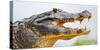 Pantanal cayman head, Porto Jofre, Mato Grosso, Brazil-Panoramic Images-Stretched Canvas