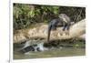 Pantanal, Mato Grosso, Brazil. Giant river otter reclining on a log-Janet Horton-Framed Photographic Print