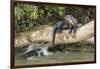 Pantanal, Mato Grosso, Brazil. Giant river otter reclining on a log-Janet Horton-Framed Photographic Print