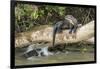 Pantanal, Mato Grosso, Brazil. Giant river otter reclining on a log-Janet Horton-Framed Photographic Print