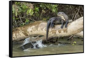 Pantanal, Mato Grosso, Brazil. Giant river otter reclining on a log-Janet Horton-Framed Stretched Canvas