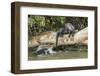 Pantanal, Mato Grosso, Brazil. Giant river otter reclining on a log-Janet Horton-Framed Photographic Print