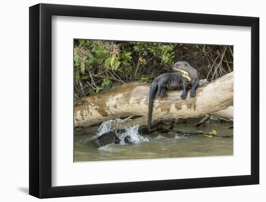 Pantanal, Mato Grosso, Brazil. Giant river otter reclining on a log-Janet Horton-Framed Photographic Print