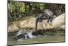 Pantanal, Mato Grosso, Brazil. Giant river otter reclining on a log-Janet Horton-Mounted Photographic Print