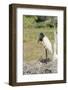 Pantanal, Mato Grosso, Brazil. Jabiru in its large nest full of chicks.-Janet Horton-Framed Photographic Print