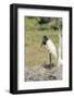 Pantanal, Mato Grosso, Brazil. Jabiru in its large nest full of chicks.-Janet Horton-Framed Photographic Print